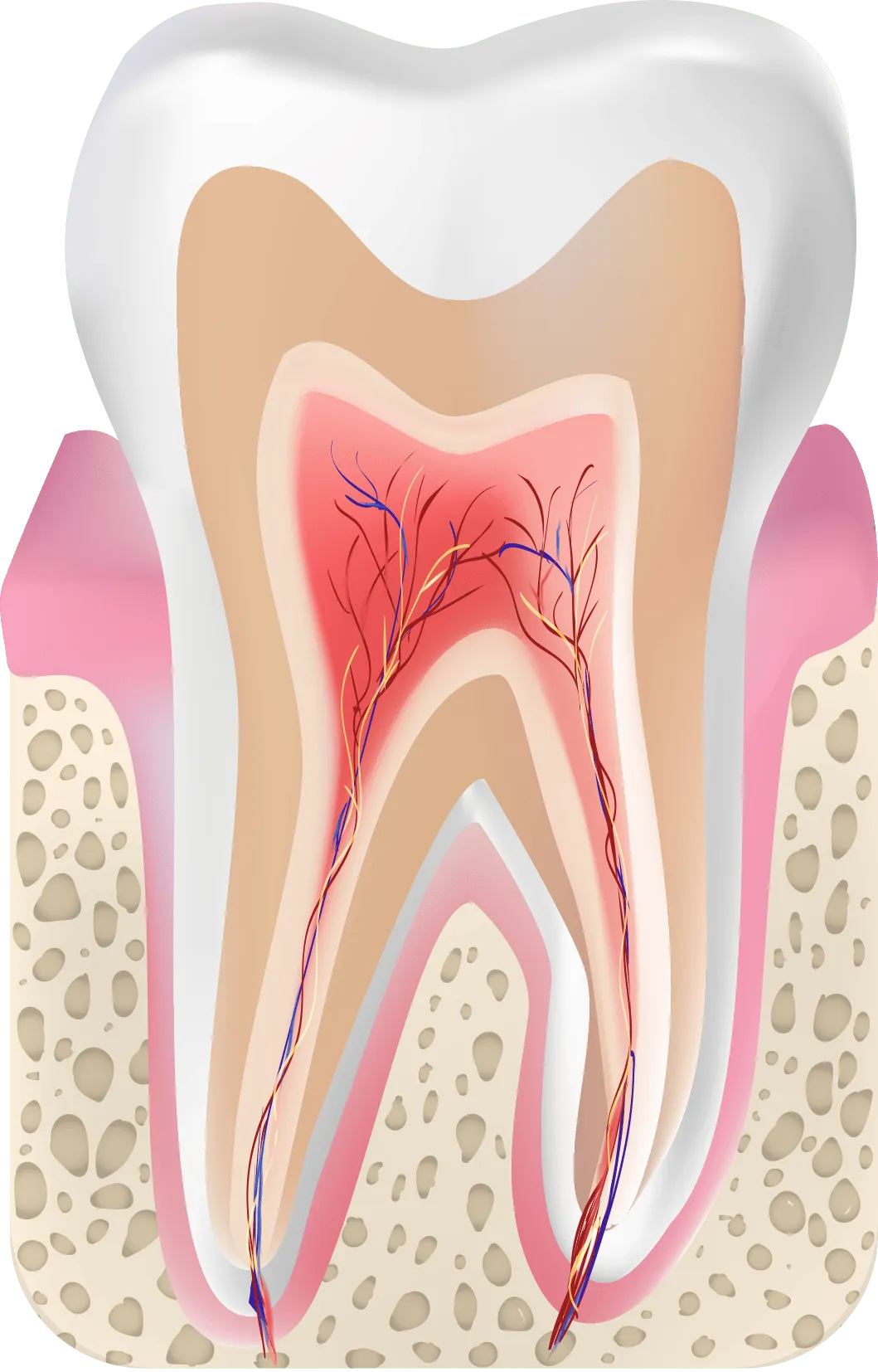 Greenville Root Canal Therapy Ladd Family Dental